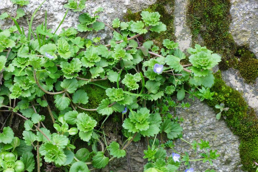 Veronica persica